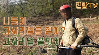 고사리밭 풀깎기 I 번식력 좋은 고사리가 밭을 이루었습니다.