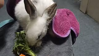 Saving injured rabbit and giving them a second chance at life | Animal rescue compilation