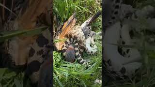 Snake vs bird #video #viral #birds #snake #viralvideo