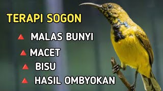 TERAPI SOGON MACET, BISU, MALAS BUNYI, LANGSUNG GACOR