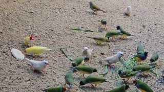 Feeding grass seed heads to the birds.