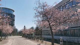 University of Göttingen at Spring Time