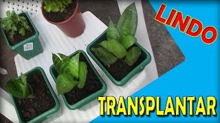 Como trocar a planta de vaso - Vaso de planta