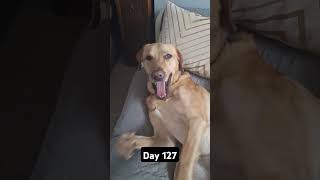 Day 127 of posting my dog until we hit 1k subscribers