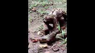 anaconda vs ular piton #mahklukgaib