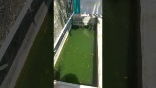 POV kolam ikan molly golden black di siang hari yg terik banget