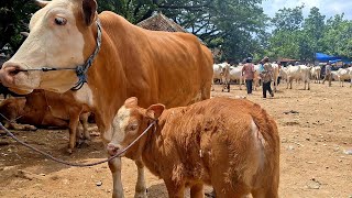 13000 ‼️ SIMENTAL BABON ANAK ‼️ HARGA TURUN ,PASAR SAPI JATIROGO