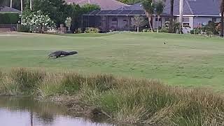 BIG ALLIGATOR!