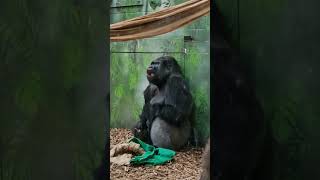 Gorilla is chilling 🦍 #animals #music #shorts