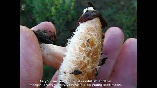 Lactarius tesquorum. Champimaginatis. English Text.