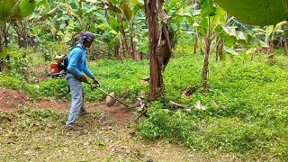 Cara Babat Rumput di Kebun dengan Mesin Rumput Bensin