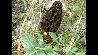 Morchella conica. Champimaginatis. English Text.