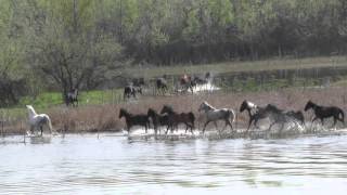 Ostrovul Moldova Veche Project