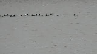 Long-tailed Duck among others