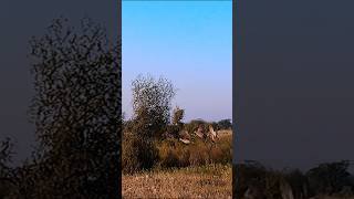 Amazing Partridges Flying slow motion short Video #birds #shortvideo #partridge #birdsflying