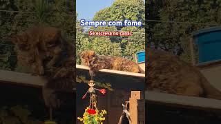 #gatos#viralvideo #comida#gatosfofo #gatosfofinhos #gatosengraçados #brasilia #minasgerais#amizade