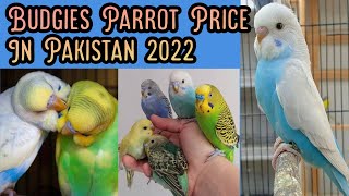 Budgies Parrot Price In Pakistan 2022 | Budgies Parrot For Sale | Khan Birds Collection