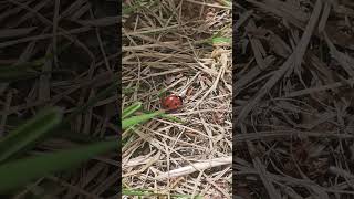 Ladybird 🐞 Biedronka