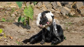 Wild #maharashtra  | Rare #twoheaded #Goat in 4K | #travel lndia