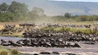 Wildebeests are crossing  Mara river. Great Migration. Kenya. Tanzania. Maasai Mara National Park.