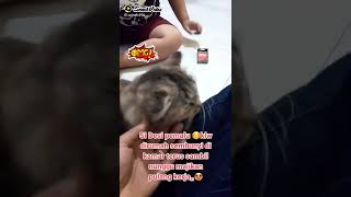 Kucing "Desi pemalu"