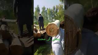 پنجابی کی محنت