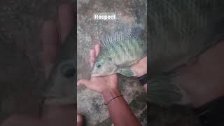 #fishing catching a big monster tilapia with single hook fishing🐠🐠