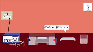 separation of serum proteins by paper electrophoresis