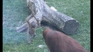 Mládě orangutana na laně - Kawi Zoo Praha / Baby orangutan - Prag - Prague - monkey swings on a rope