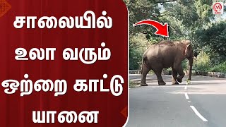 சாலையில் உலா வரும் ஒற்றை காட்டு யானை | Coimbatore | Elephant | Road