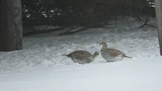 Sharp-tailed Grouse