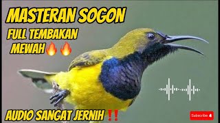 Masteran sogon full tembakan sogon bahan langsung nyaut 100%🔥🔥#sogonbahan #masteranburung #sogon