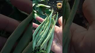 Panen Buncis Lagi || Beans Harvesting