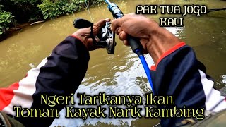 lNGERI TARIKAN IKAN TOMAN KAYAK NARIK KAMBING