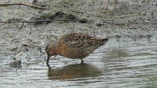 Short-billed Dowitcher