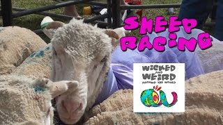 Booligal Sheep Races: Wicked & Weird Around the World