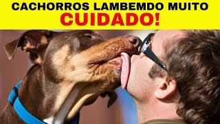 Por que cachorro lambe tanto? Saiba por que o cachorro lambe as patas, o dono, o corpo e muito mais