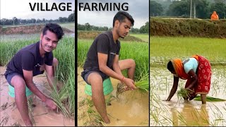 गाँवो में धान की रोपाई हुई शुरू | paddy farming | Rice farming in village