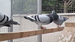 both cocks are grandchildren to New young Kittel #pigeons #vandenbulck