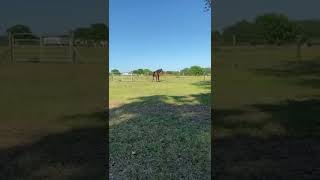 Twerk season 😅 (tik tok by kaitlin_olson ) #animals #horse #memes