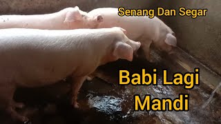 Babi Mandi