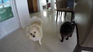 DOGS Pomerian Mini