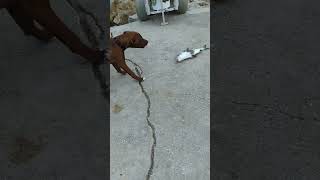 Puppy yells at Fish #fishing #shorts