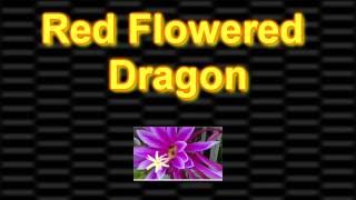 Red Dragon Fruit Flower