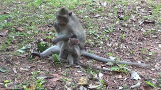 Funny Monkey With Baby and Family Playing climbing looking for more Food.