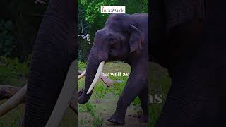 Mystique of #Musth in #elephant #shorts #wildlife #nature #travel #india