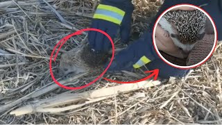 Saving injured hedgehogs and helping them recover for a new life | Animal rescue compilation