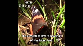 Red Admiral butterflies eating our plums