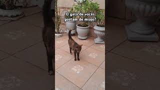 #shortsbrasil #viralvideo #gatos #gatofofo #cat #comida #lançamento #family #pelucias #games #pets