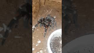 Tarantula Feeding Video 071 - Brachypelma auratum